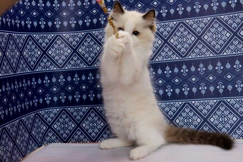 Ragdoll-хлопчик в красивому забарвлені та з синими очками