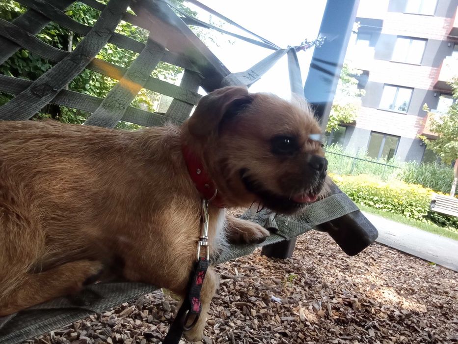 Opieka nad zwierzętami Kraków wolne terminy!!!