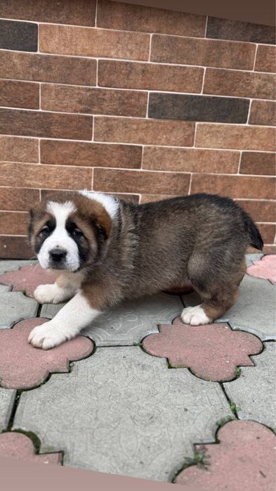 цуценята Алабай, середньоазіатська вівчарка