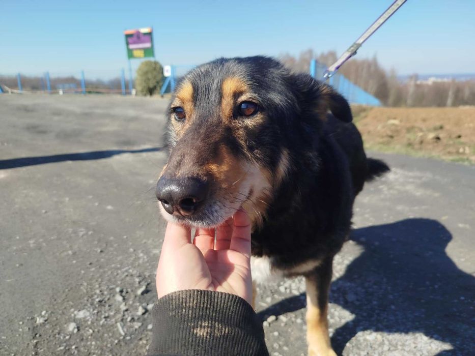 Artur - starszy piesek szuka domu