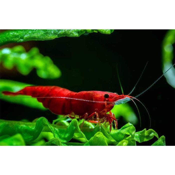 Neocaridina heteropoda krewetka "bloody mary"