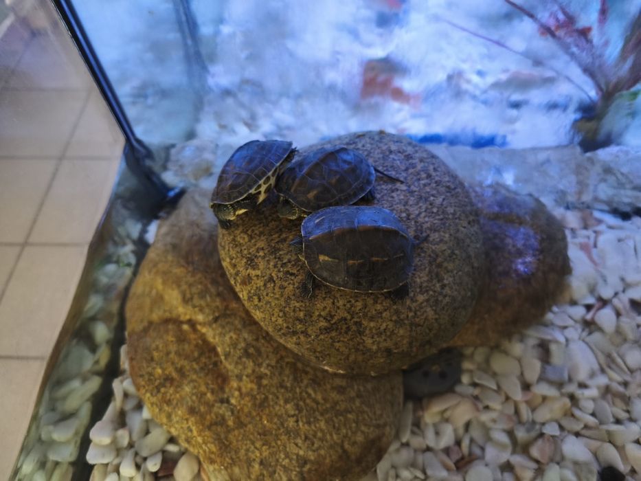 Aquário cascata excelente