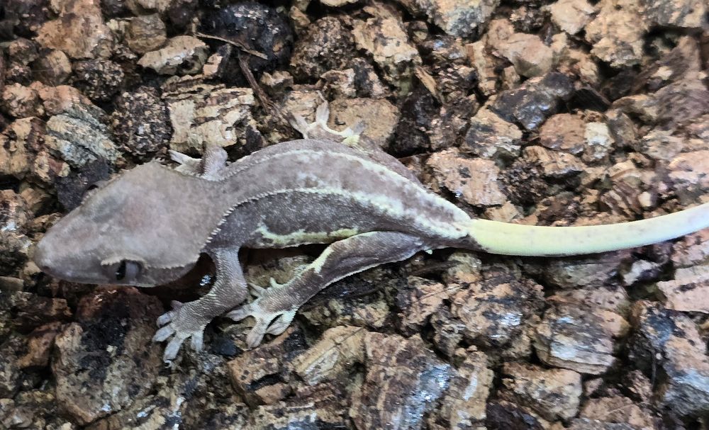 Mlode gekony orzesione jaszczurka