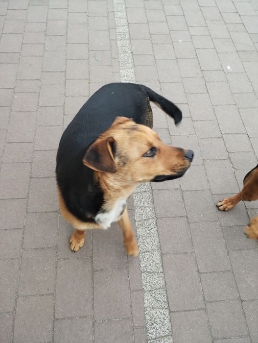 Oddam pieska za darmo