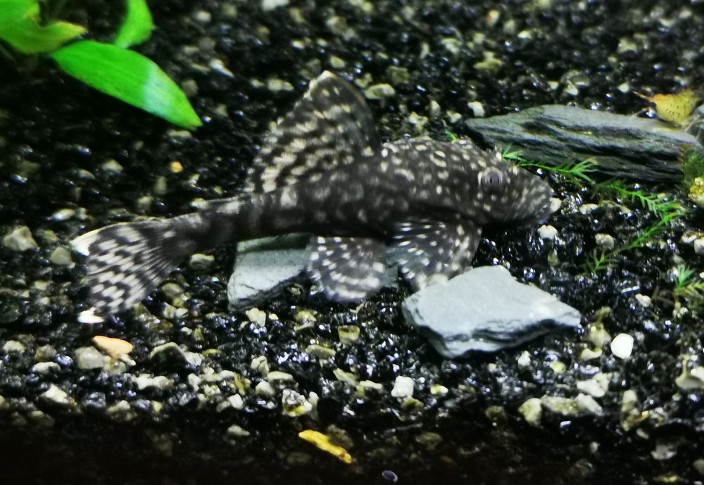 Ancistrus sp Black