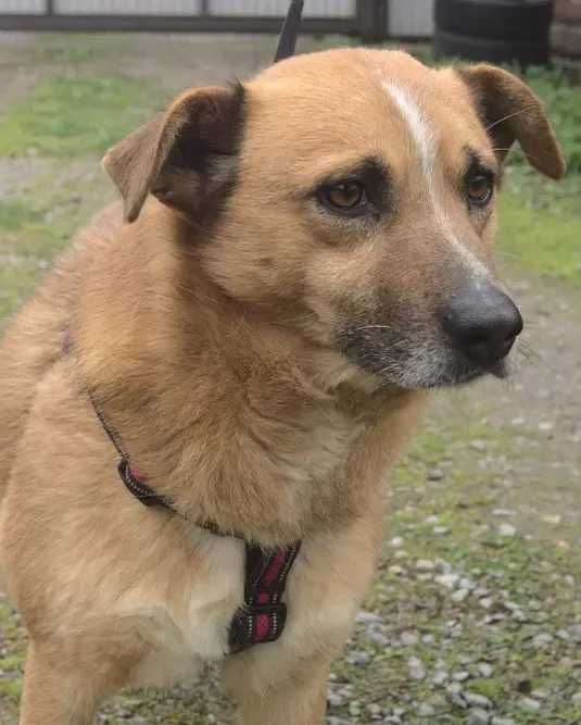 Pies z depresją szuka domku.