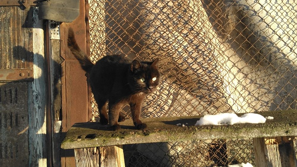 Кошенята хлопчики