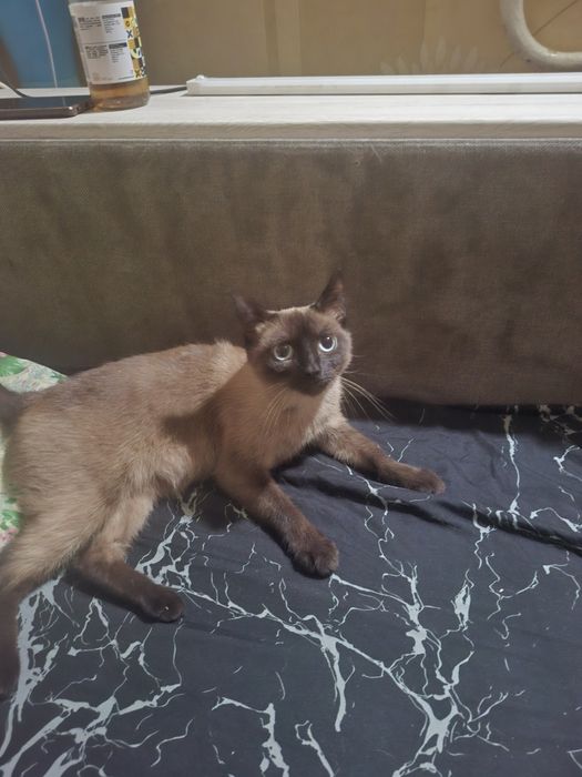 Масяня шукає кавалера