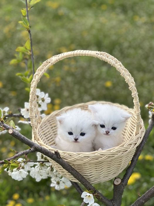 Котята ns11 шиншилла серебріста