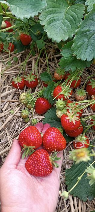 Саженцы клубники Румба вкусная крупноплодная.