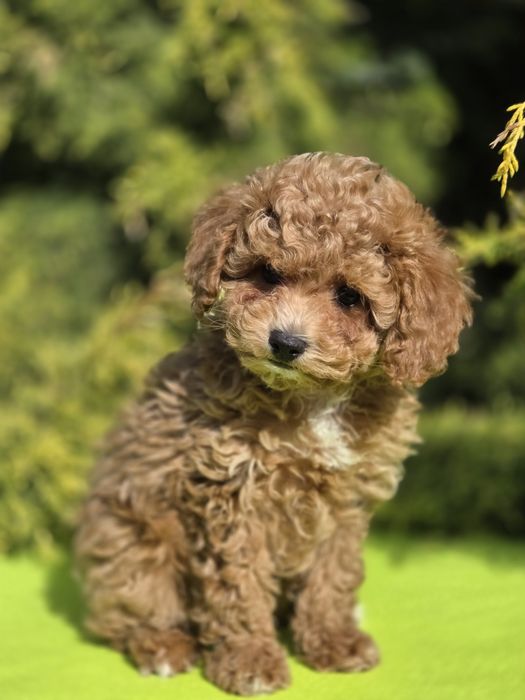 Cavapoo z certyfikatem i paszportem