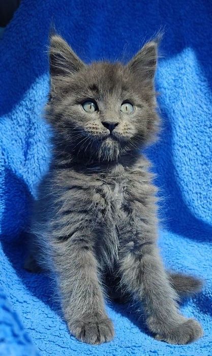 Котята мейнкуны кошечки и котики