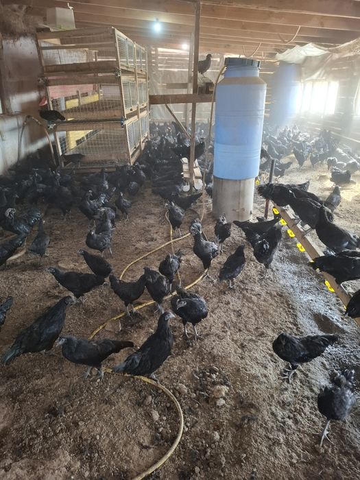 Куры породы Аям Цемани Черного Цвета