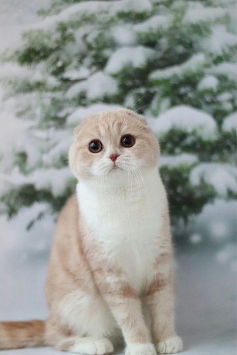 Фоны для фото 150*100