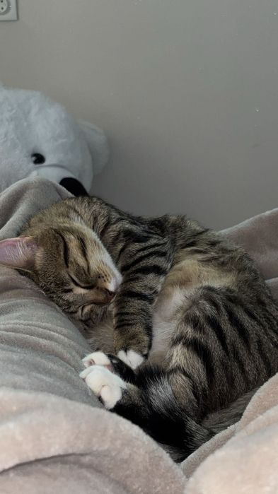 Продам не породистого котика. Все є для кота