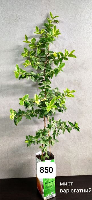 Австралийское чайное дерево Melaleuca  bracteata