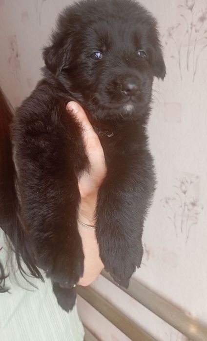 Продаж цуценят ДШ Німецької вівчарки