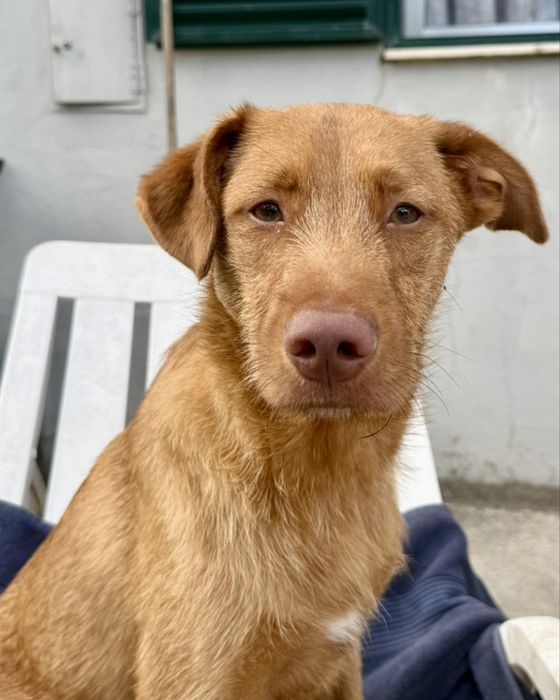 Cão com cerca de 1 ano para adoção responsável
