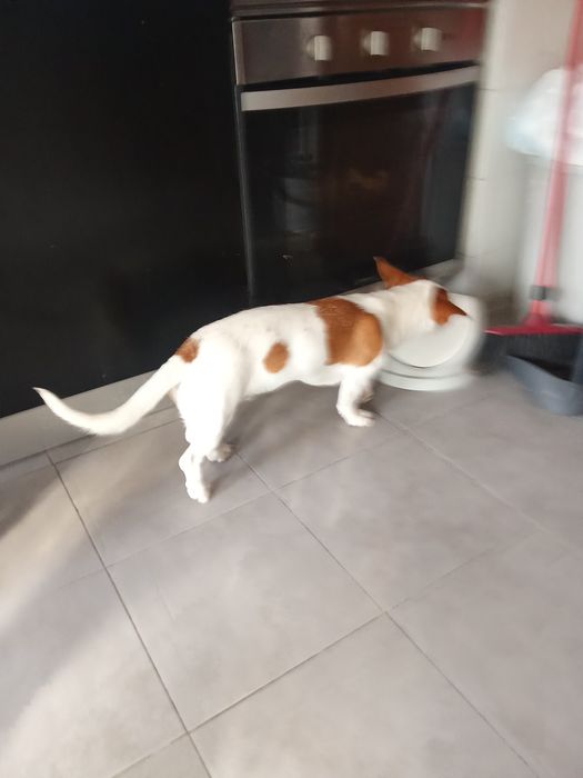 Da se arracado de Jack russel