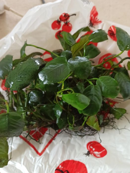 Duży Anubisa ok 30cm