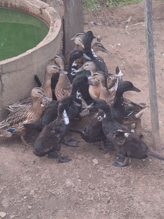 Patos de várias raças