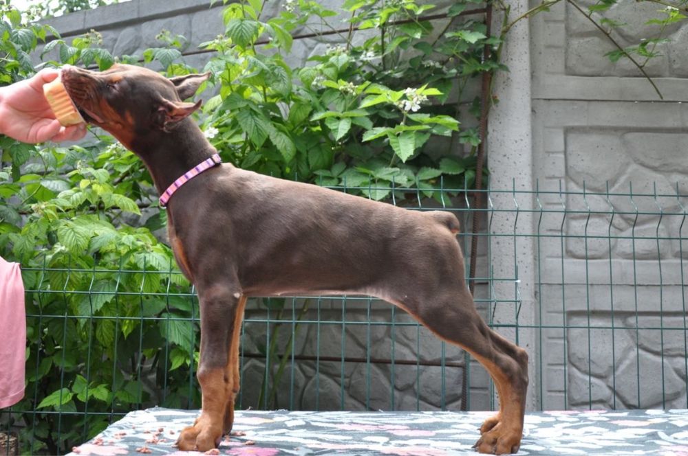 Doberman Europiejski FCI !!!  Wyjątkowe Szczeniaki, Wzorowa Sylwetka !!!