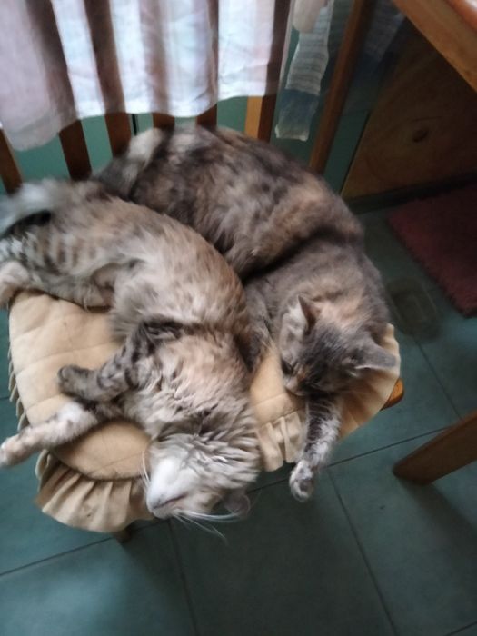 Отдам котят в хорошем руки