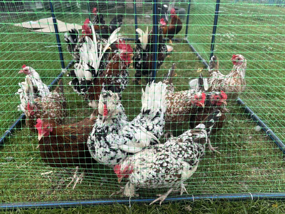 Продам ціплят.