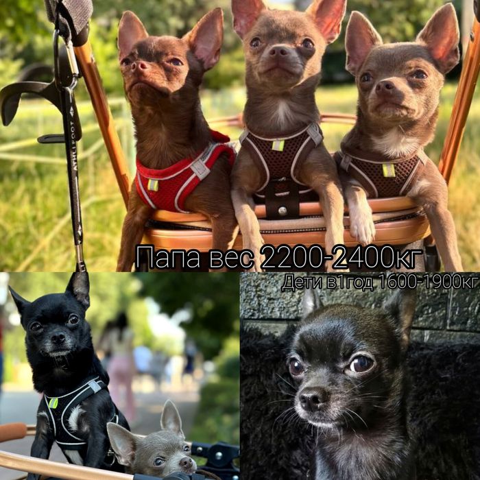 Вязка   чихуахуа