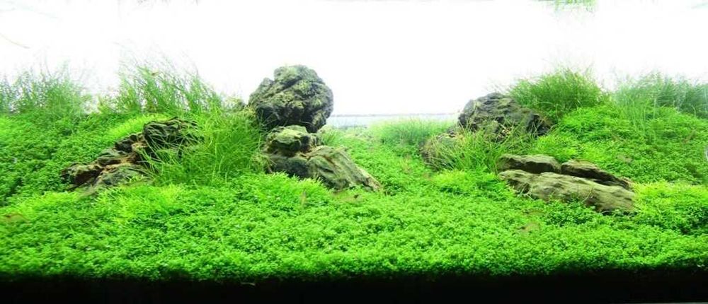 Хемиантус Куба. Растение для вашего аквариума