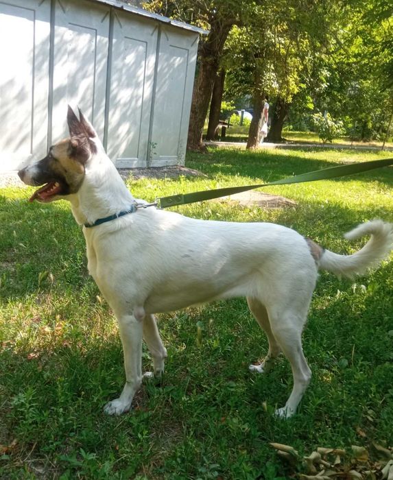 Ищем дом для собачки