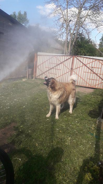 Московська сторожова (в'язка)