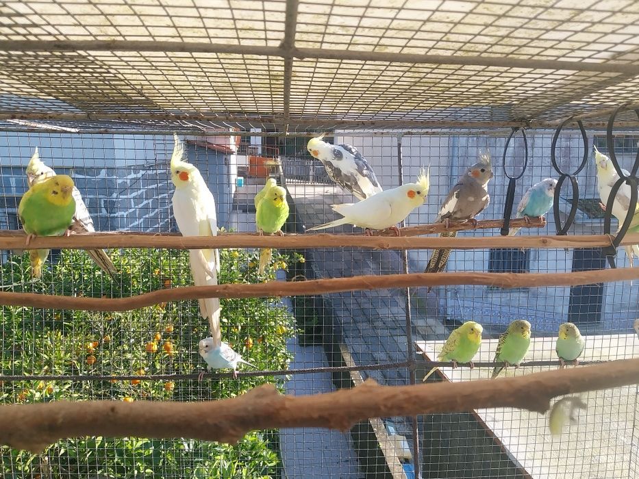 Caturras periquitos turquesinos agapornis