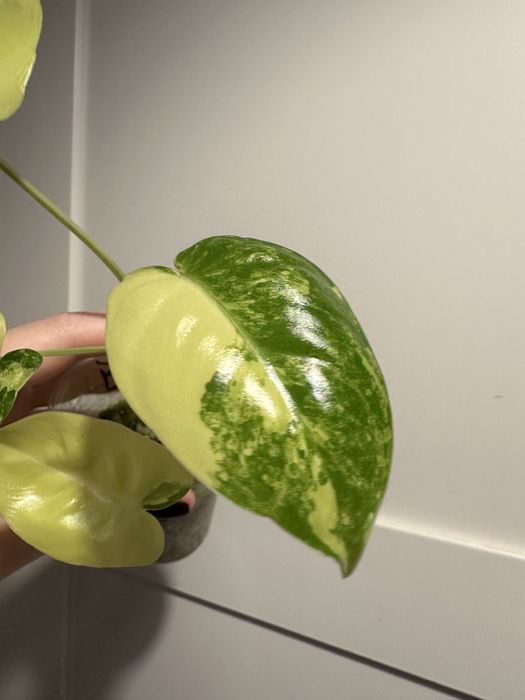 Philodendron burle marx variegata A775