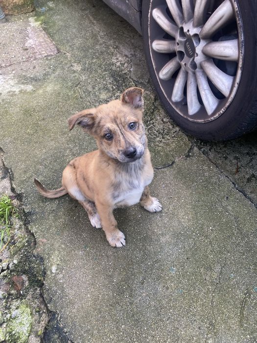 Cachorros bebés para adoção responsável