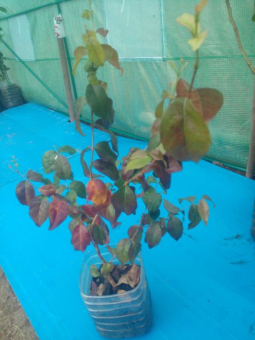 Planta pitanga para venda