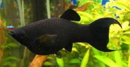 Molinezja żółta (złota), molinezja black molly