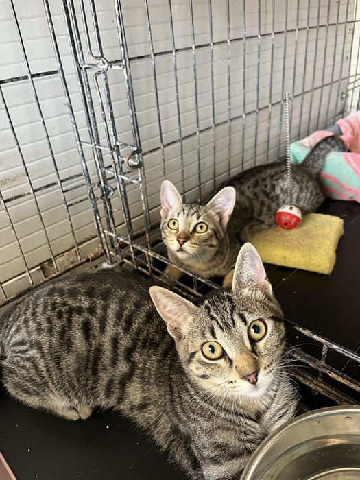 VÁRIOS Gatinhos para Adoção Responsável