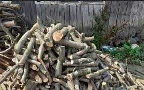 Drzewo gałęziówka, sosna