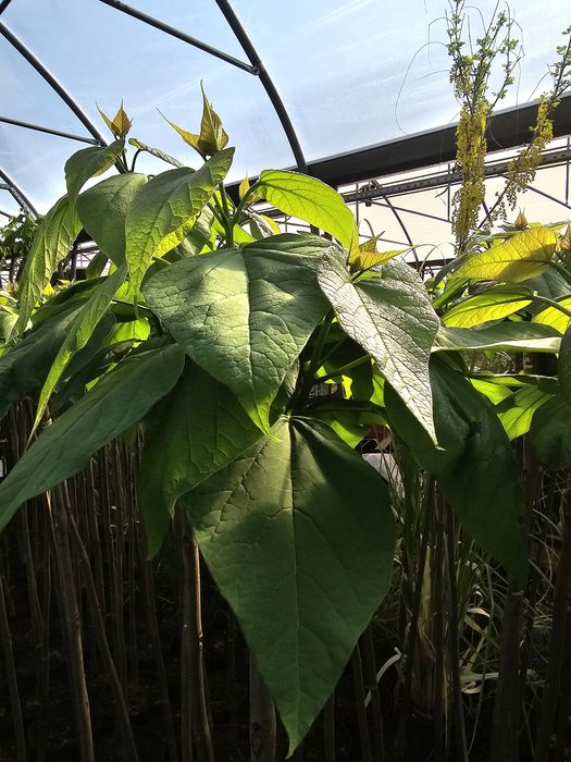 Catalpa bignoniowa nana surmia 150-220 cm katalpa wolsztyn poznan