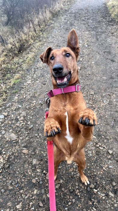 Piękny pies do adopcji