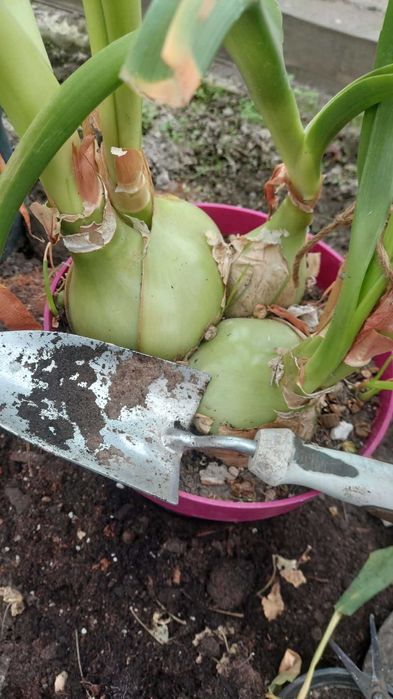 Cebula indyjska lecznicza.