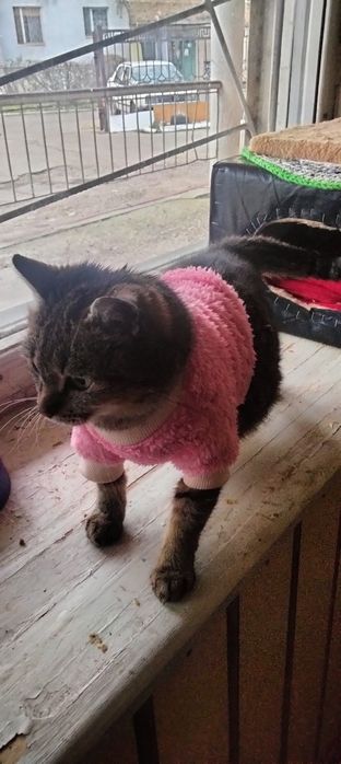 Найкраща кішка шукає дім!