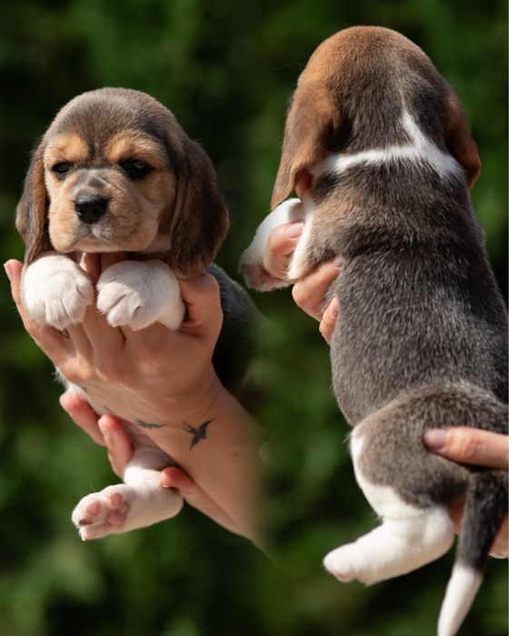 Прекрасні та породні цуценята бігля