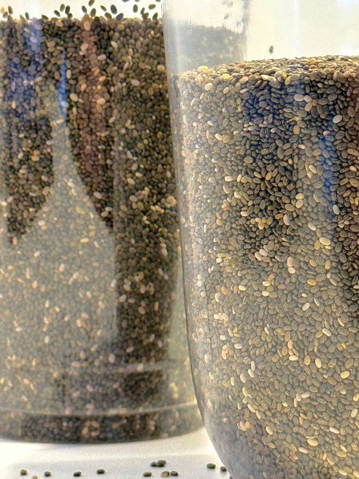 Чіа чорна , насіння