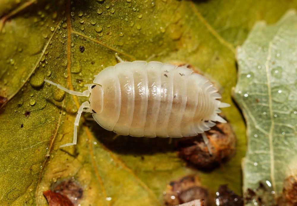 Isopodes e Colembolos