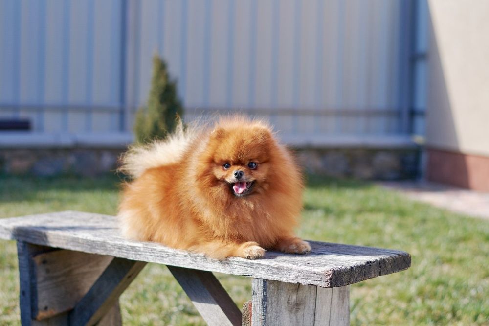В'язка померанского шпіца оранж