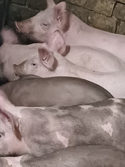 Продам малих поросят