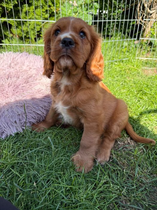 Cavalier King Charles Spaniel piesek