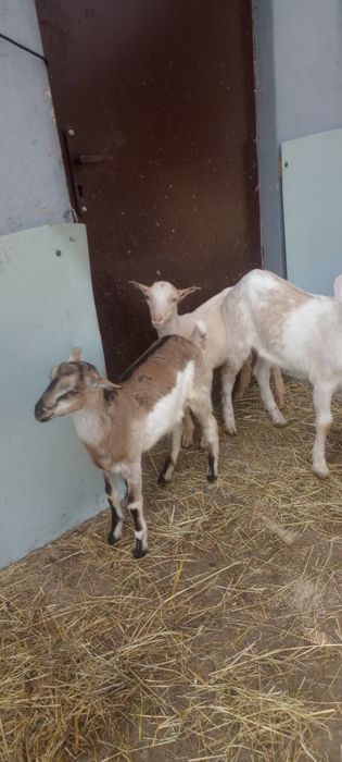 Sprzedam kozę i koziolki